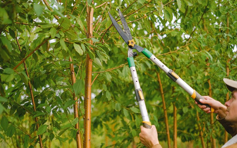 Tree trimming in Fisherville, KY